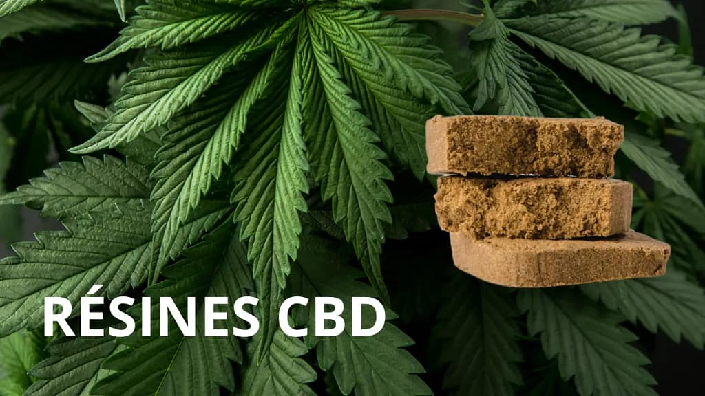 Resine de cbd sur fond de feuille de chanvre