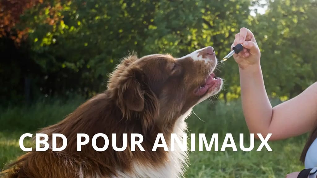 Un chien recoit une dose de cbd avec une pipette