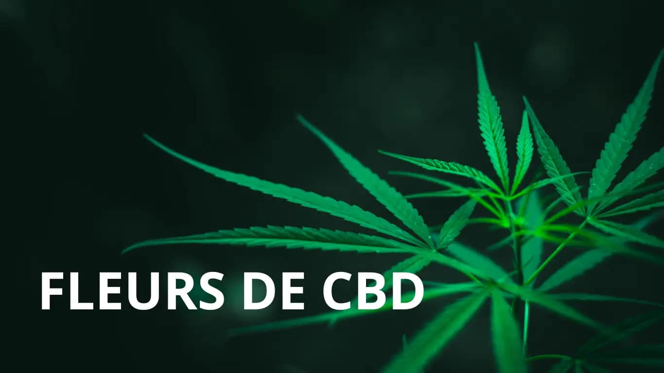 Feuille de chanvre sur fond noir