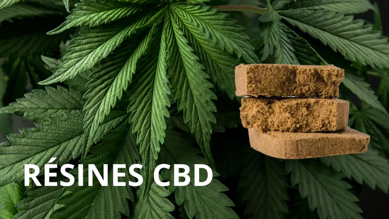 Resine de cbd sur fond de feuille de chanvre