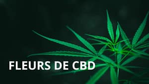 Feuille de chanvre sur fond noir